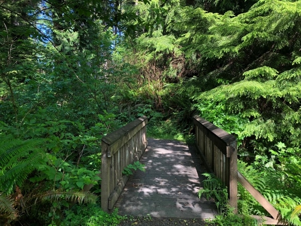 trail with old growth trees