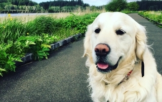Where to Walk your Dog in Aberdeen